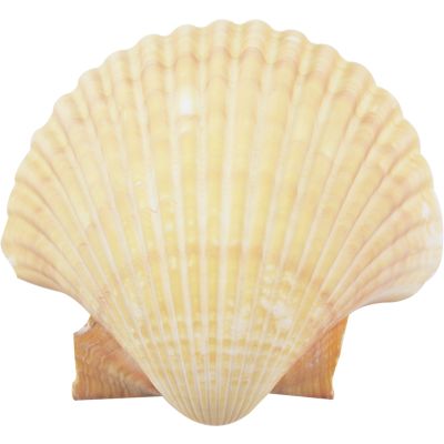 Pectens - Flats & Deeps - Seashells