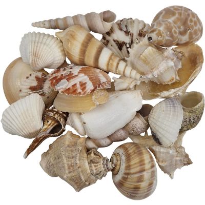 Brown Littorina Shells 0.375