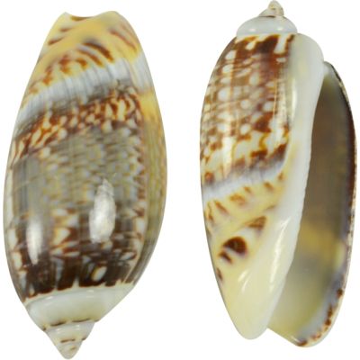 Brown Littorina Shells 0.375