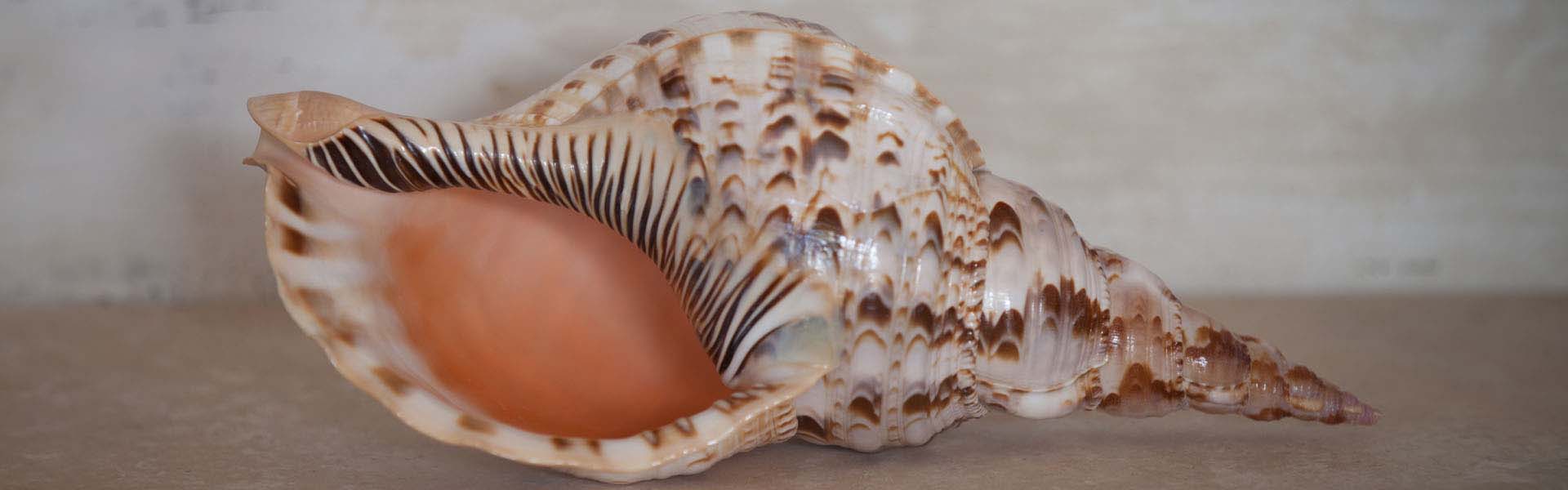 1 Piece Big Scallop Fan Shells Seashells 9 -12 cm Fish Tank Nautical Craft  Decor