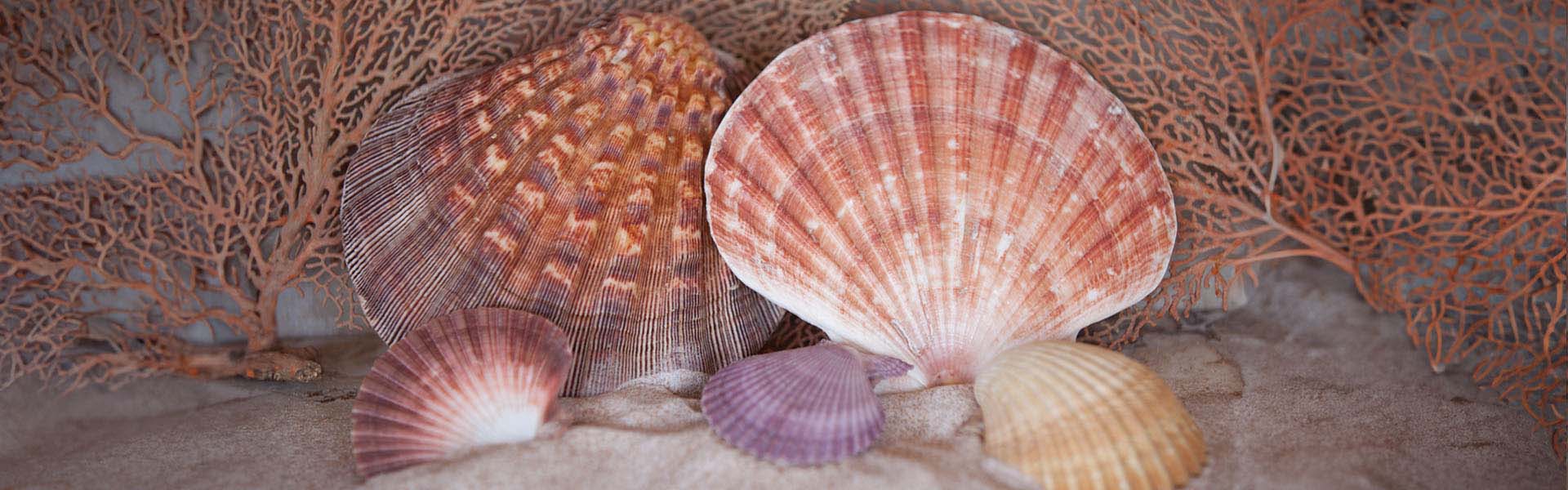 scallop colors  Sea shells, Eco friendly art, Shell art
